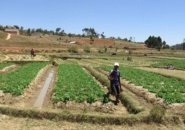 Orti Africa